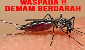 Nyamuk Aedes Aegypti. (Foto: Istimewa)
